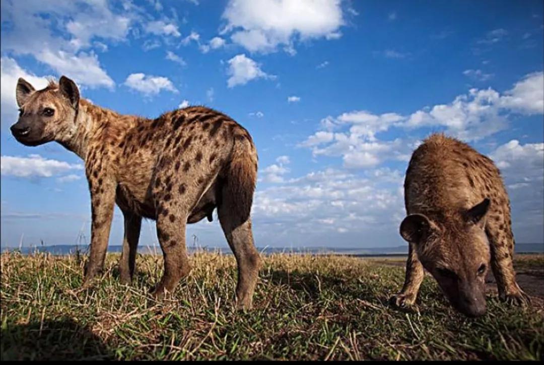 马赛马拉草原旅游攻略,马赛马拉草原上的草种类