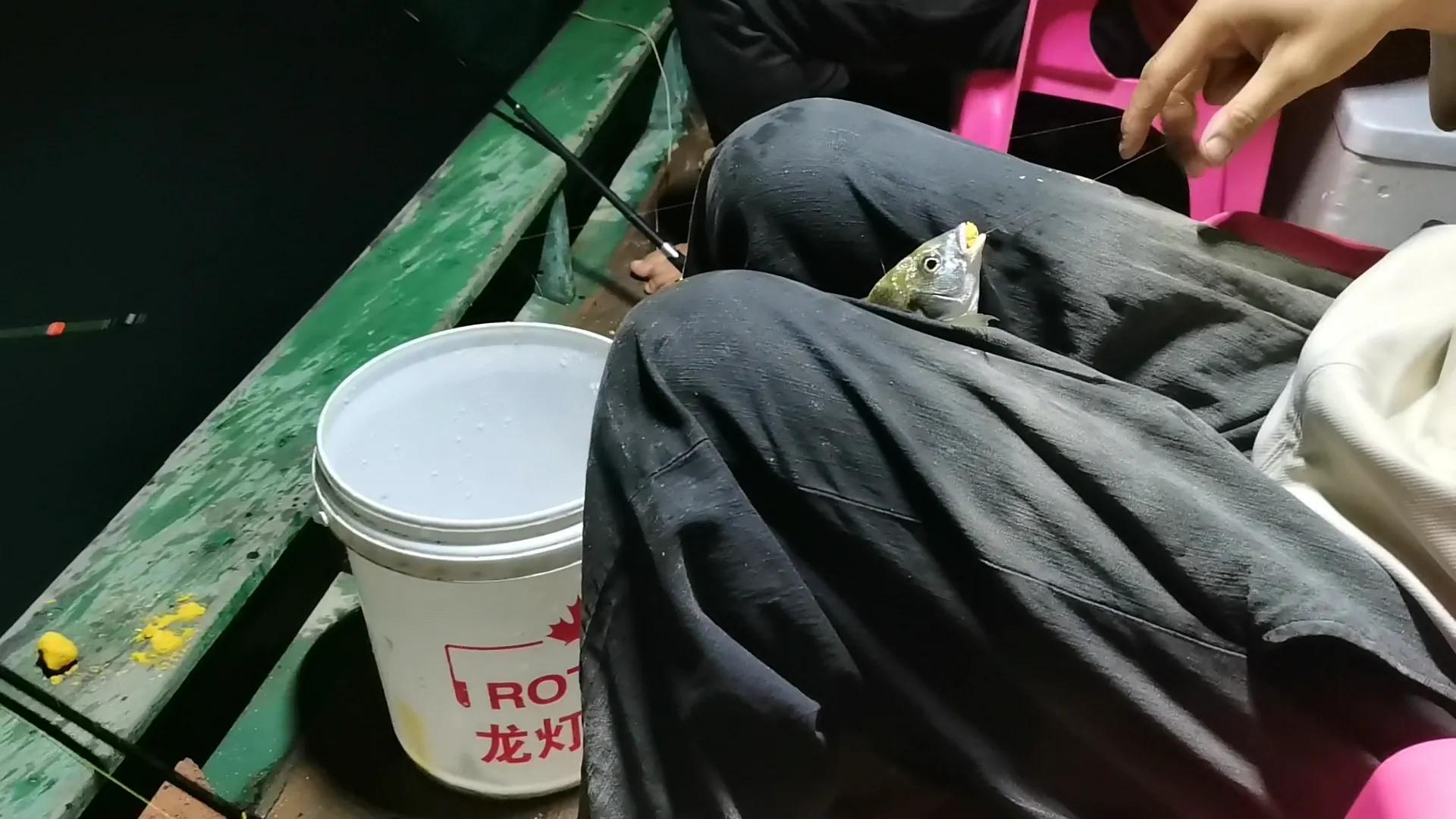 三人出海夜钓，石堆下藏满黄鲷鱼群，每人钓一桶