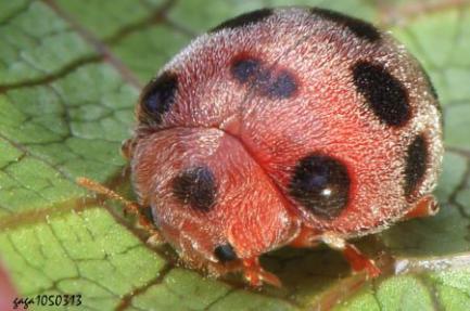 吃肉的瓢虫是农夫的好帮手,别再将它们一网杀尽啦!