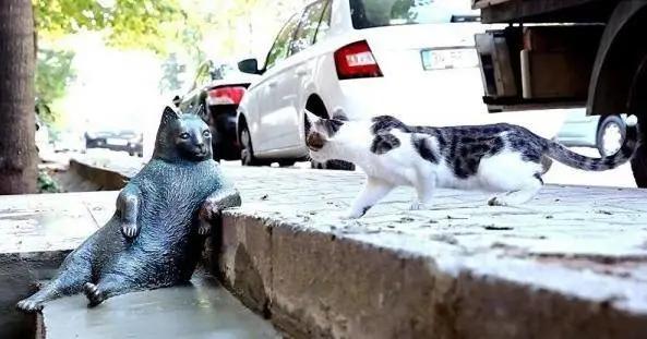 去土耳其当猫好吗,在土耳其做一只幸福的猫