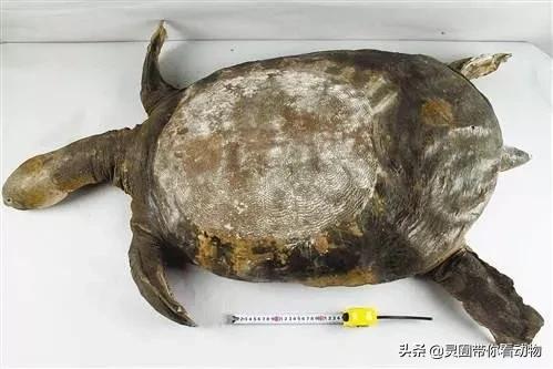 斑鳖即将灭绝人工克隆,全球仅剩3只斑鳖