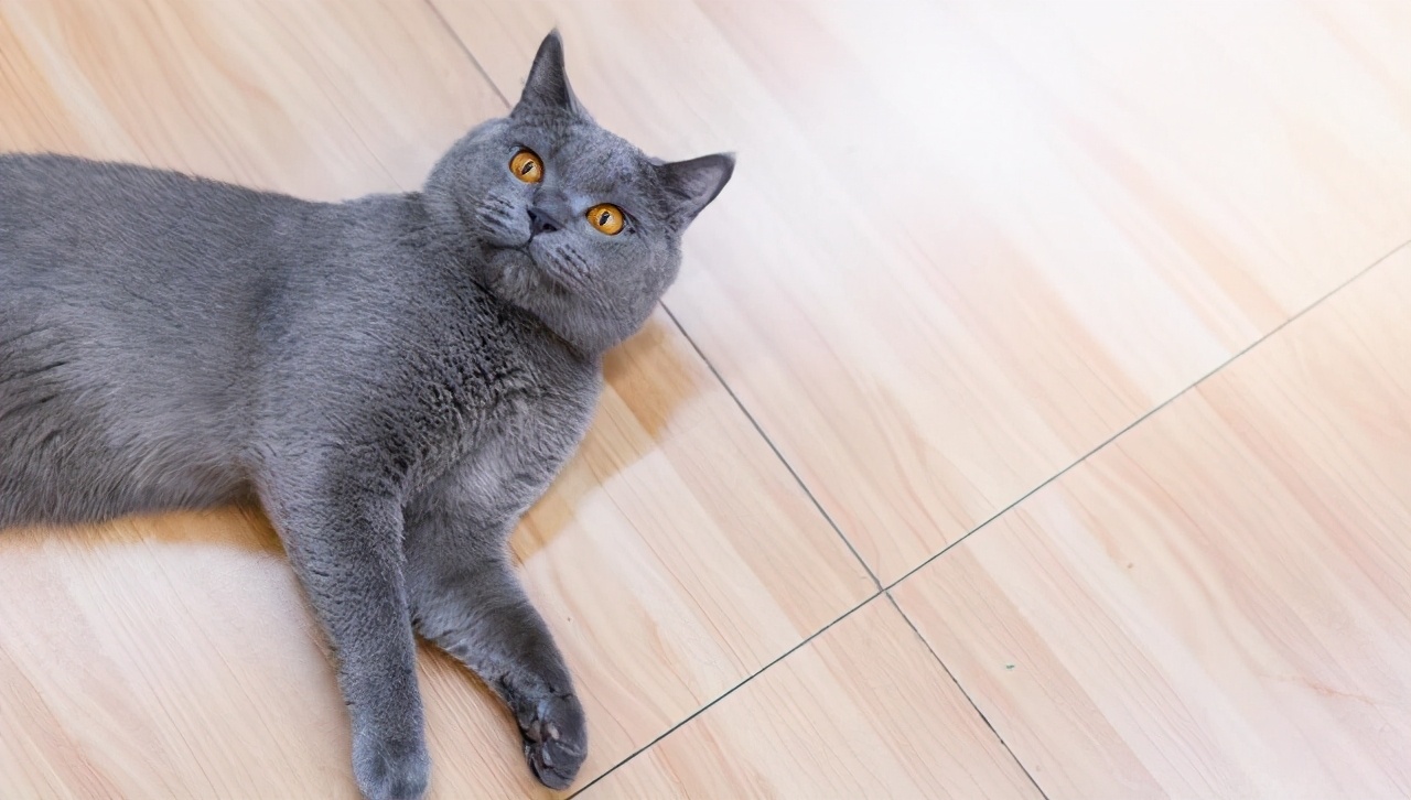 捡到一只被遗弃的小奶猫要怎么养,捡到一只蓝猫需要注意什么