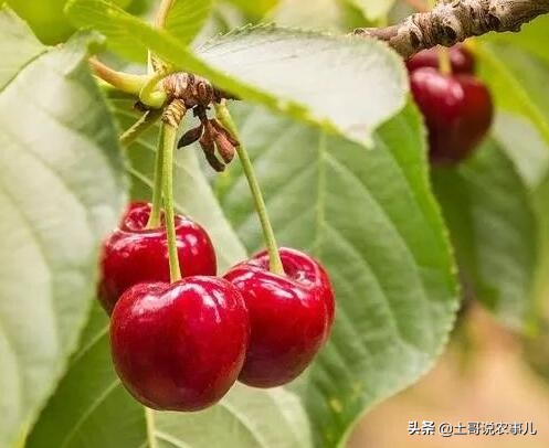 种甜樱桃的老农，利用残次品生产樱桃美酒，你也可以试试