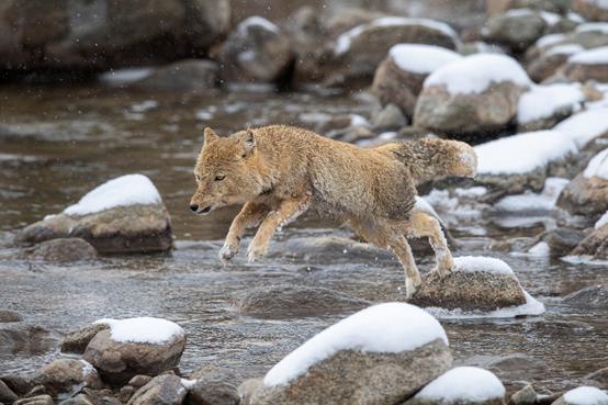 尼康d6拍鸟评测,摄影全套教程尼康d6
