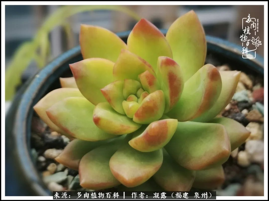 多肉日记严选,多肉日记大全100字