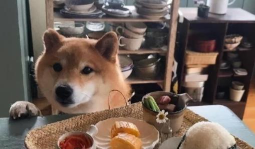 最小的狗狗是什么品种多少钱一只,喜欢板鸭趴的狗狗一般是什么品种