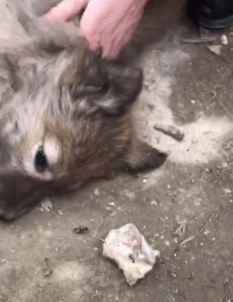 狗狗误食鸡骨头怎么救,狗狗误食了一块骨头