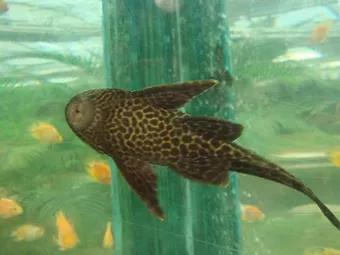 清道夫鱼是垃圾鱼吗,清道夫讨厌什么东西