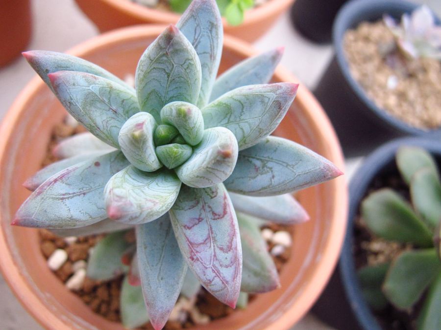 100种常见多肉植物图鉴收藏,1000种多肉植物图鉴及名字