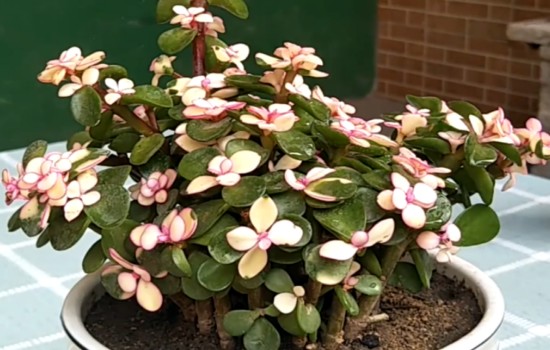 寓意好适合家里养的花,10种最旺家的花及寓意