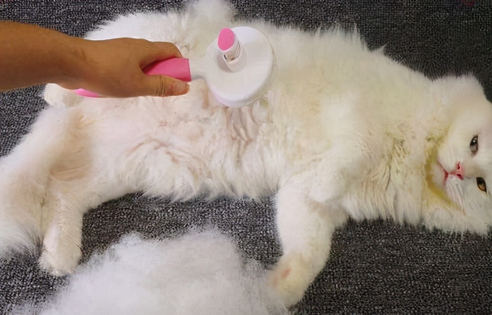 猫咪有几种特征说明它被你养熟了 (猫咪有四种行为就说明你养得很好)