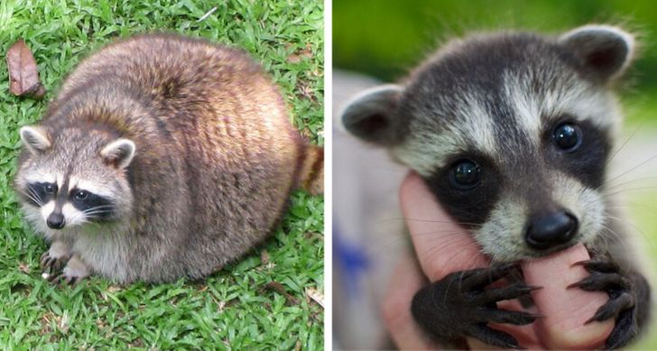 你了解大熊猫哪些知识,大熊猫隔多久能生一次宝宝