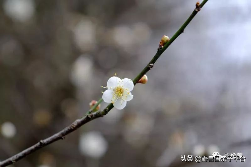 春天的花真的很美丽让人向往,春天的花也太美了