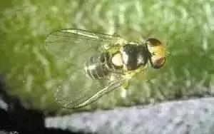 蔬菜害虫最佳防治方法,如何自制杀虫剂防治蔬菜害虫