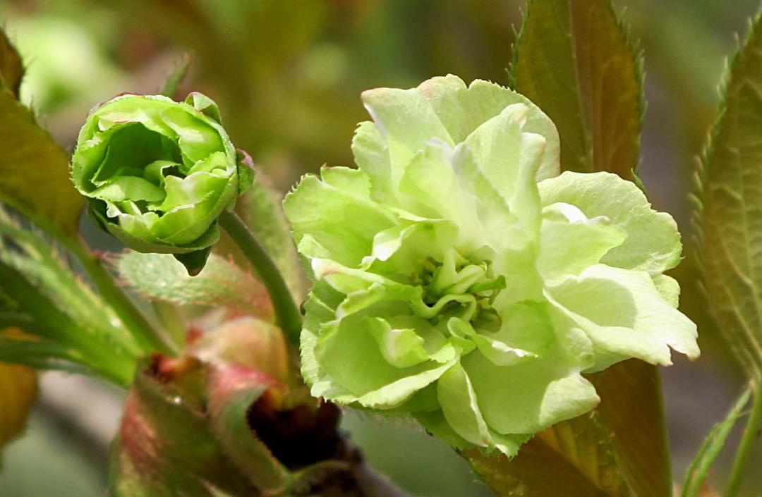 这份全国八大超美赏樱攻略,国内赏樱地盘点图片