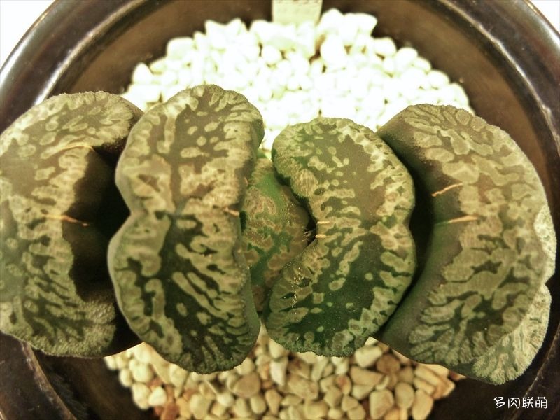 多肉玉露寿的品种图鉴,日本十大耐阴多肉