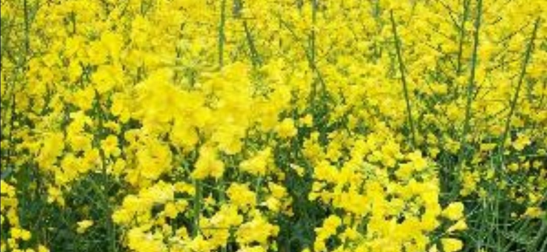 春风十里不如你写给女人的话,春风十里不如你深情对话