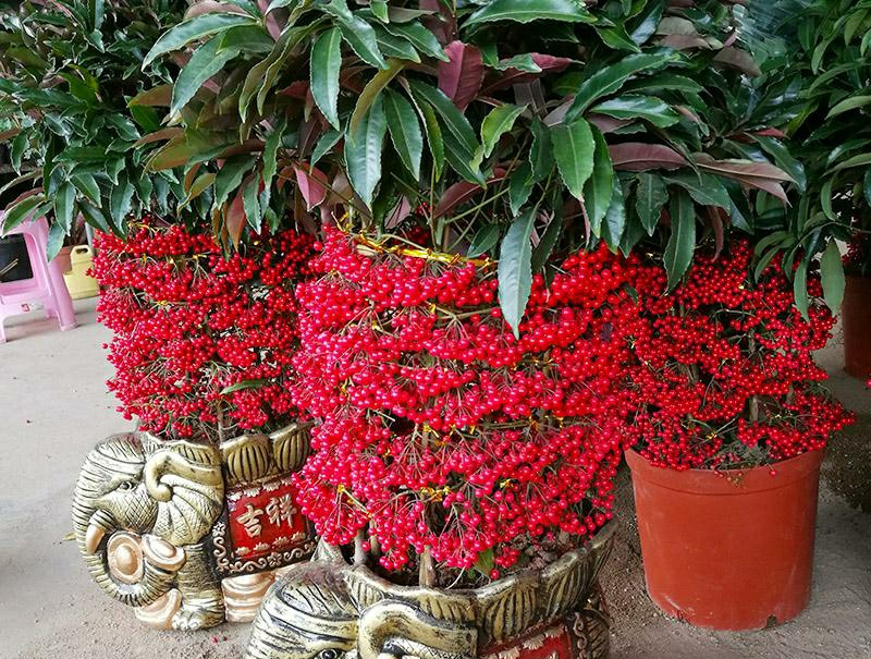 盆栽黄金万两的方法,黄金万两盆栽怎么才能结果