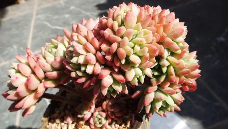 爱机车,爱多肉,宝妈花姐的诗和远方