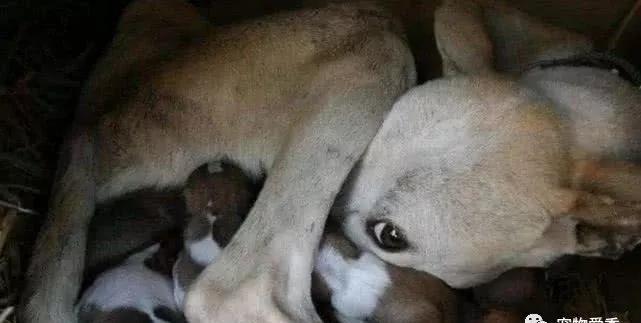 狗肉馆里的狗狗有德牧吗,狗肉场的牧羊犬