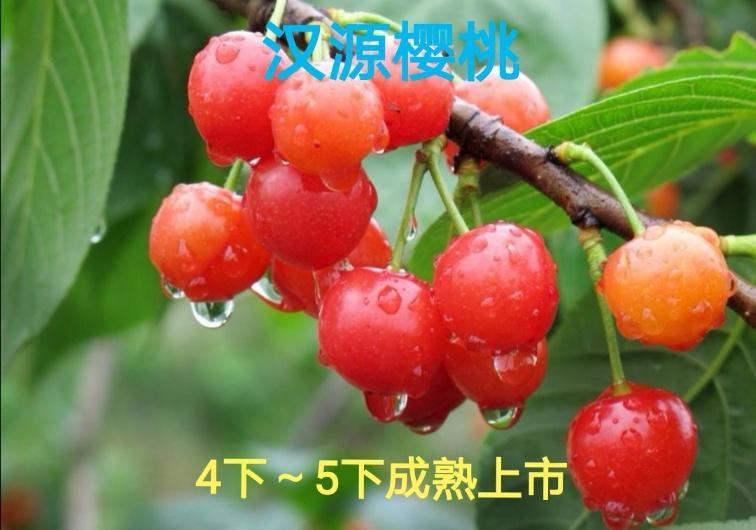 我国特色大樱桃生长习性,中国大樱桃种植分布图