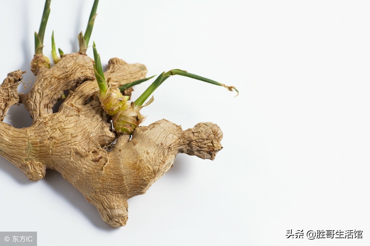 生姜发芽后要盖土吗,生姜埋土里一般多少天会发芽