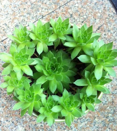 观音莲的禁忌和副作用,观音莲风水上有忌讳吗