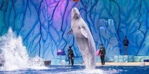 来一场说走就走的旅行珠海长隆,广东长隆及珠海长隆旅游攻略