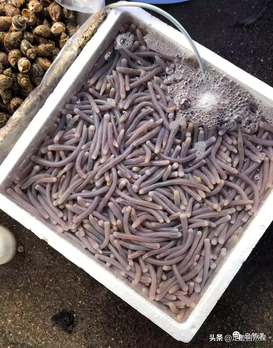 舌尖上的植物学线上课,舌尖上的植物学课程