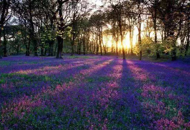 薰衣草的世界很好看,薰衣草的世界