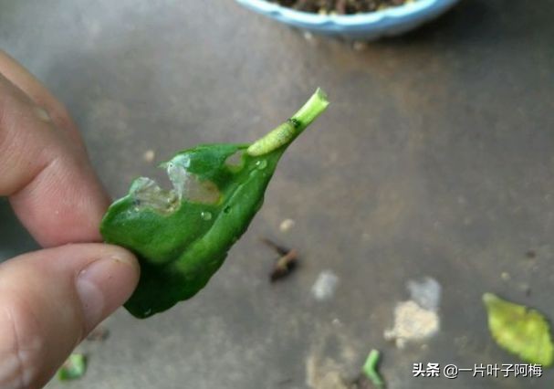 自制养花水配方除臭,养花自制10种消毒水不招虫不烂根