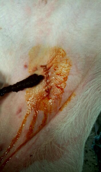 小公猪漏肠技术,小公猪漏肠最简单的处理方法