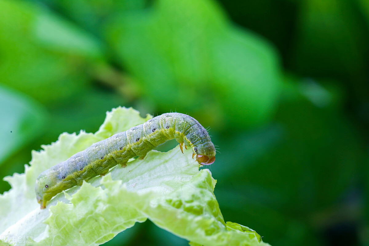 纯天然无毒蔬菜杀虫剂,杀虫剂最好的制作方法