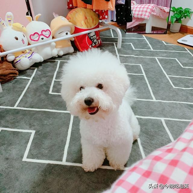 疫情狗不能出去遛狗怎么办,疫情不能遛狗怎么办