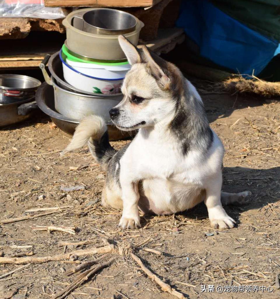 除夕，身上恶臭的萨摩耶在家门口流浪：为什么要抛弃我？