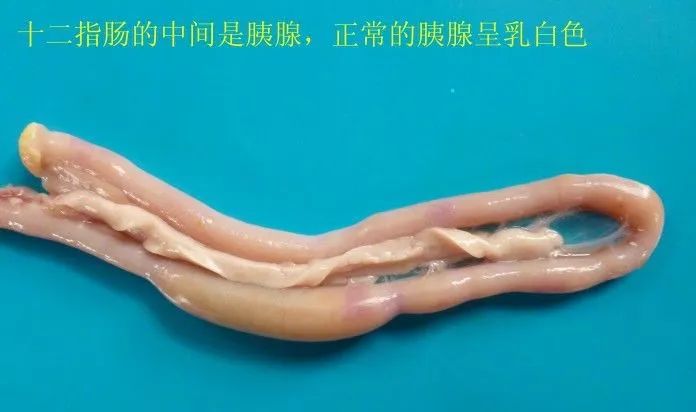 家禽常见疾病及检测方法书籍,家禽疾病如何检测