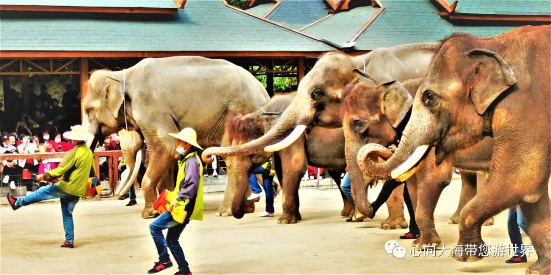 彩云之南版纳行,版纳之旅看大象