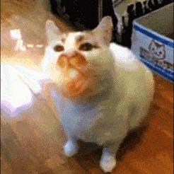 吃一样的猫粮为啥有些猫屎特别臭,猫屎很臭的原因