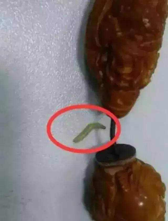 手串有白色小虫子,手串长虫子是什么原理