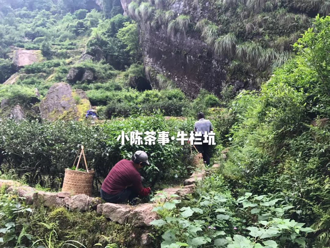 普洱茶古树茶小众山头,普洱茶古树茶与台地茶的区别在哪
