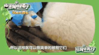 get认猫八招,轻松变大神!好看的熊脸千篇一律,认猫难到哭泣?