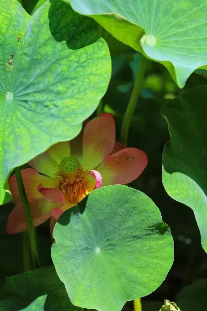 中国著名赏荷胜地,中国最著名的十大赏荷地