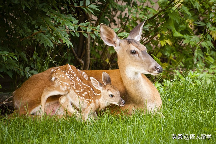 多伦多大学哪个校区适合你？快速了解每一个独特之处