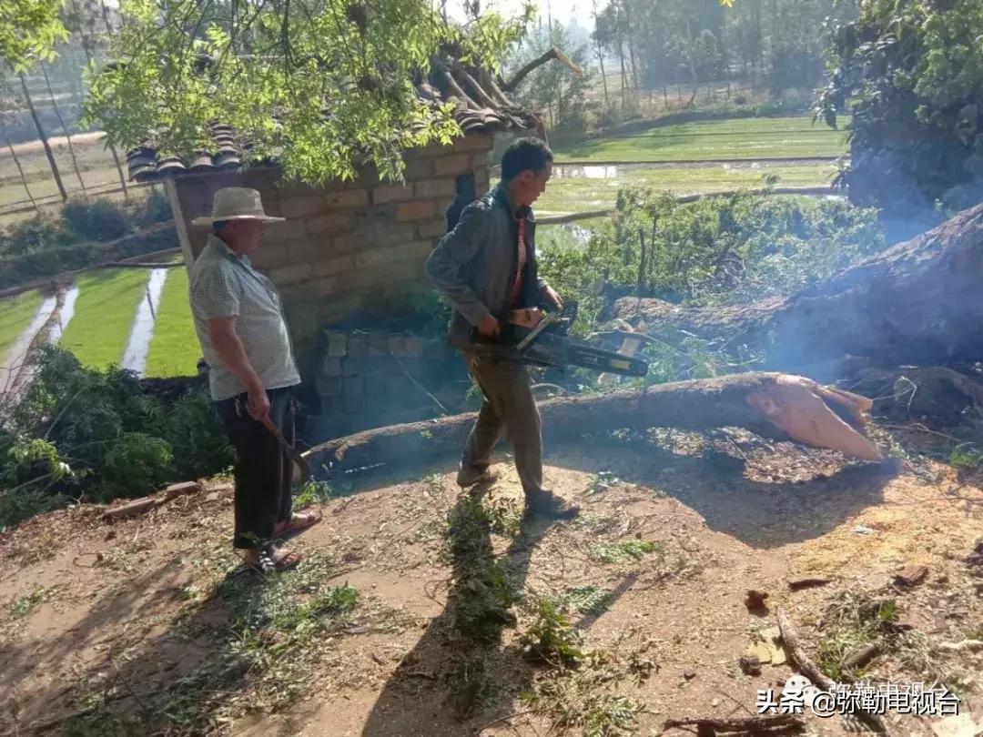 一棵被保护的百年古树,一棵百年的古树被雷击