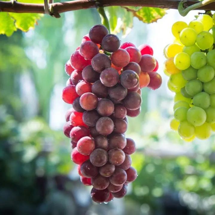 夏季儿童吃什么水果最好最有营养,孩子咳嗽吃什么水果最好