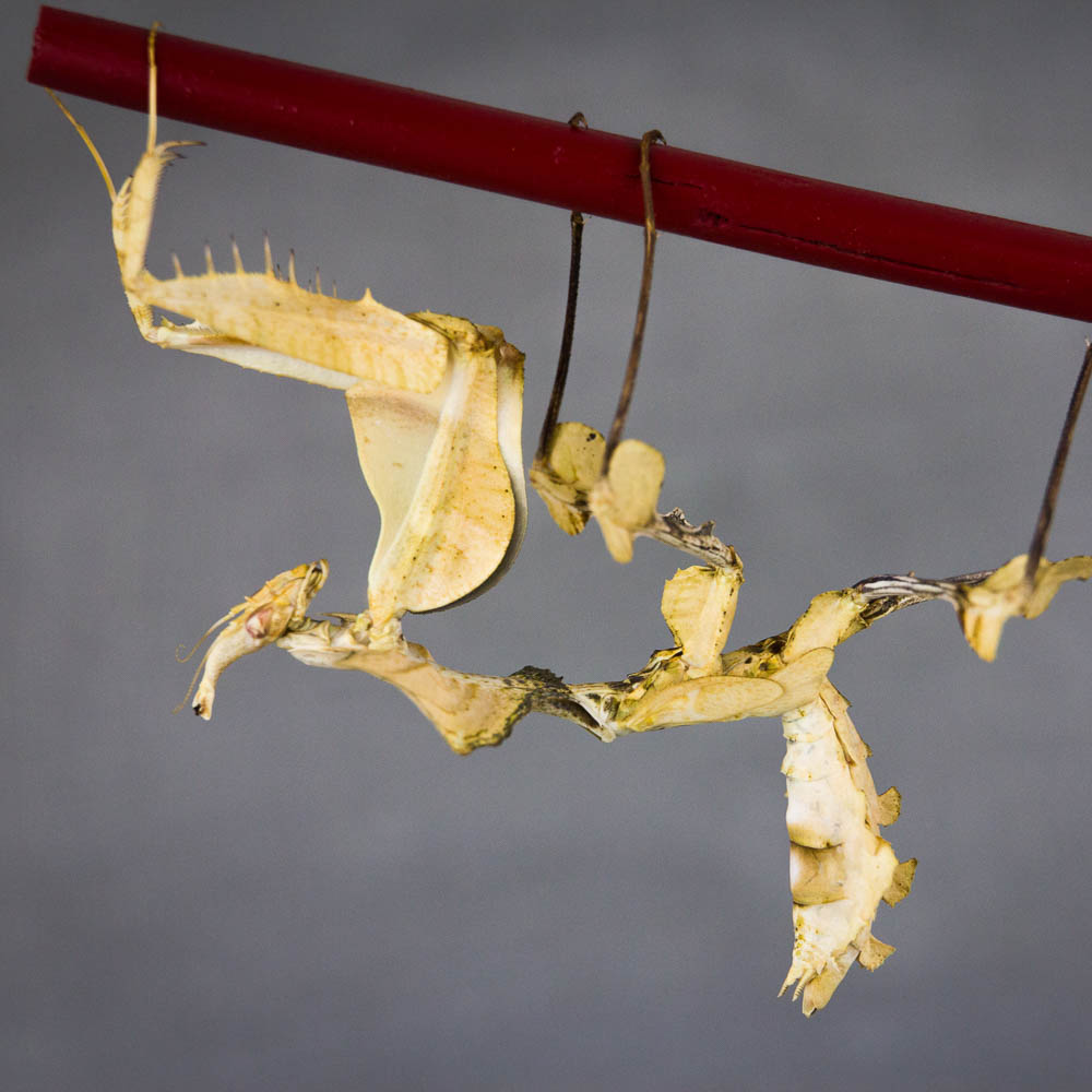 日本入侵物种螳螂,美国外来物种螳螂