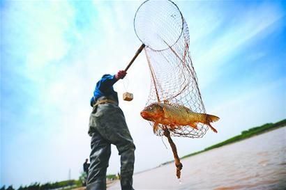 鲤鱼看鲤鱼,鲤鱼看虎鲸