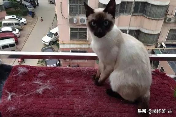 养猫咪怎么样才可以当铲屎官,新手养猫如何布置猫咪的房间