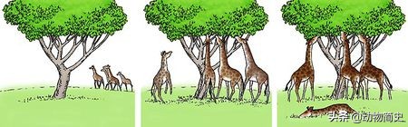 长颈鹿是世界上最高的动物的英文,长颈鹿是世界上最高的动物说说