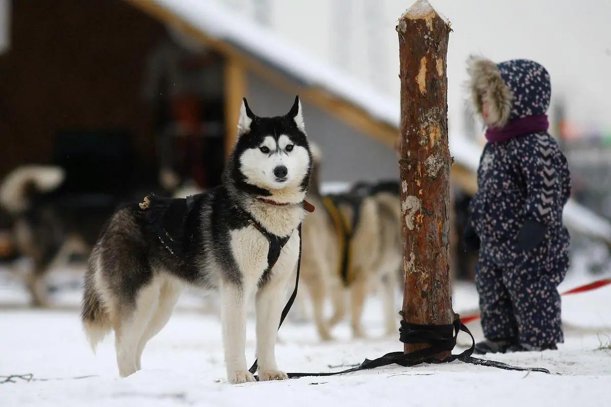 哈士奇你不知道的冷知识,哈士奇热门知识